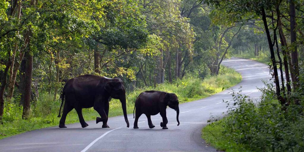 wayanad kerala tourism entry fee timings holidays reviews header